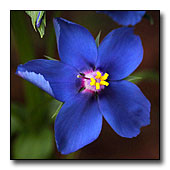 Blue pimpernel flower
