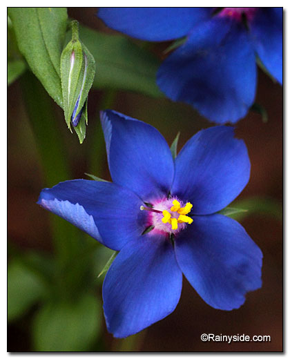 Blue pimpernel flower