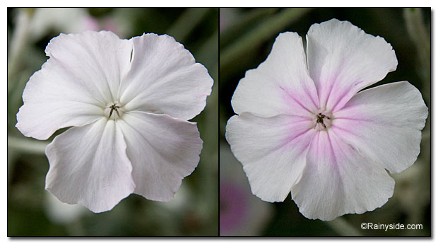 White flowers of L. 'Alba' and L. 'Angel's Blush'.