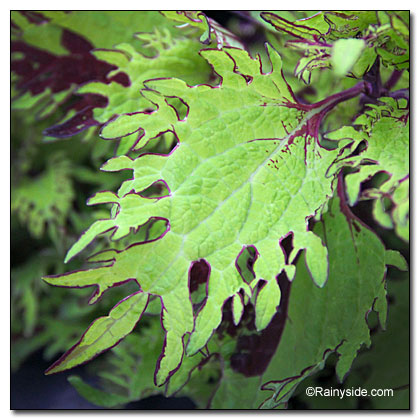 coleus leaf