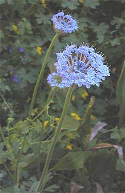 Didiscus