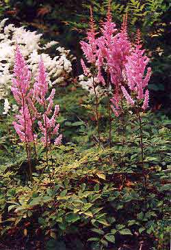 Astilbe
