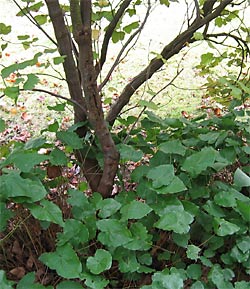 Epimedium pinnatum subsp. colchicum under Ribes.