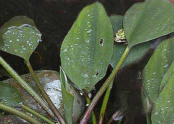 Frog.