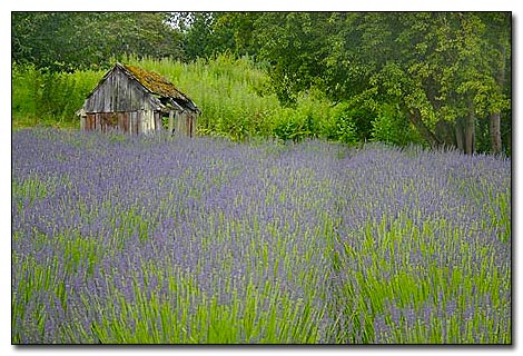 lavender field
