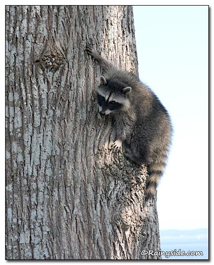 Raccoon in a Tree