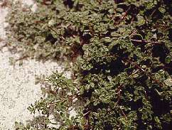 Wooley Thyme