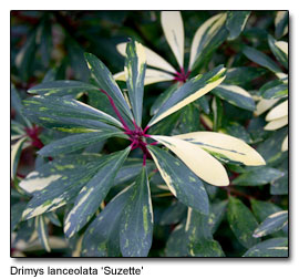 Drimys lanceolata ‘Suzette'