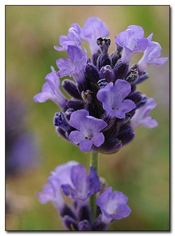 Lavendula 'Mini Blue' Flower