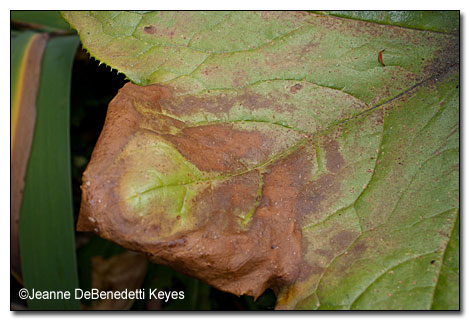 Leaf Burn