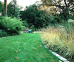 Molina 'Variegata'