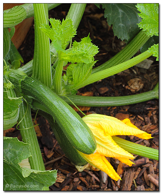 Zucchini fruit and flower