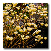 Fragrant Edgeworthia  flowers