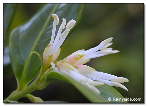 Sarcococca confusa fragrant winter flowers