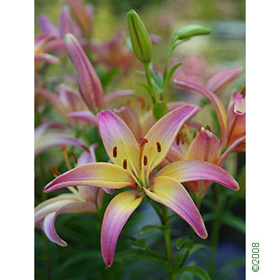 Asiatic lily
