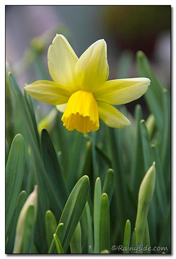 Narcissus 'Jack Snipe' Flower