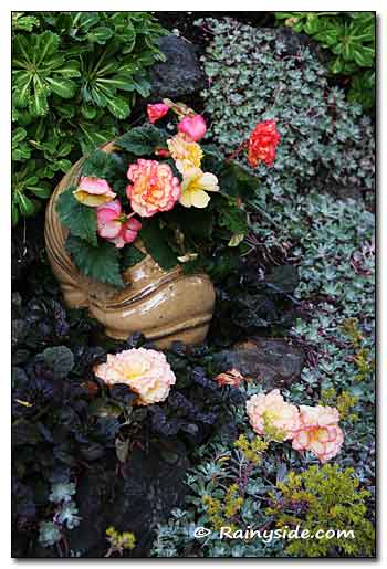 Begonia in a shell pot.