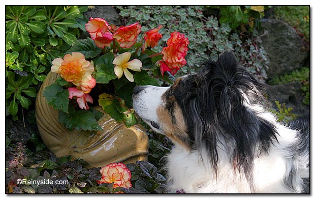 Kono smelling the begonias