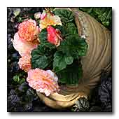 Begonia in a Shell Pot