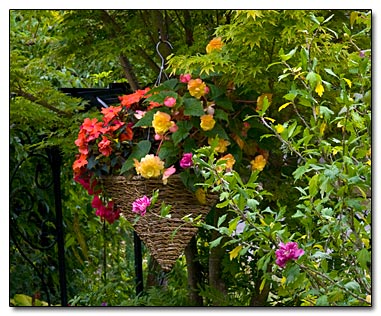 Hanging basket in a coral bark maple. Hanging basket in a coral bark maple.