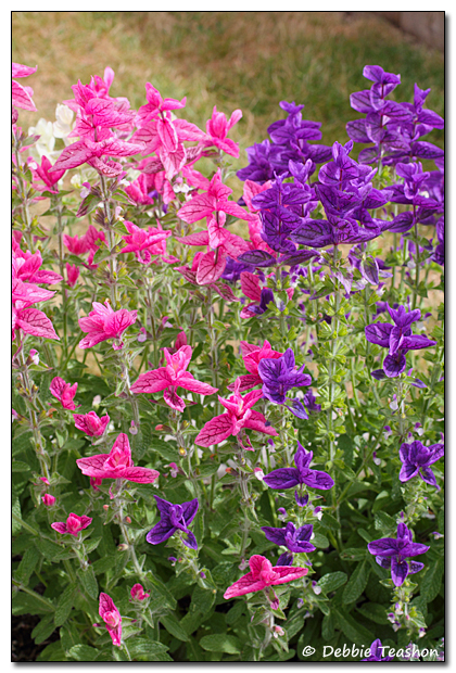 Salvia viridis flowers