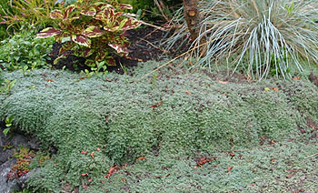 Woolly thyme