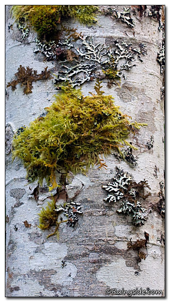 Alder Bark Covered in Lichen