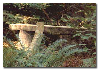 Rustic bench in the woods