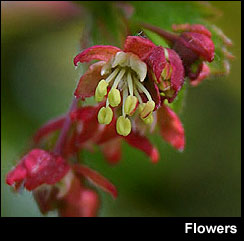 Vine maple flower