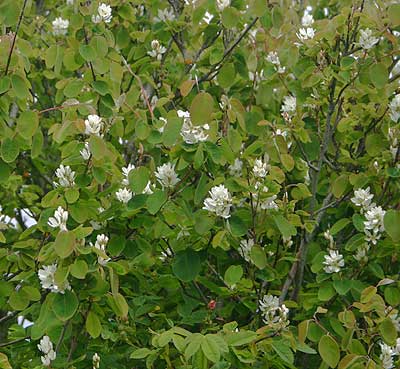 SERVICEBERRY