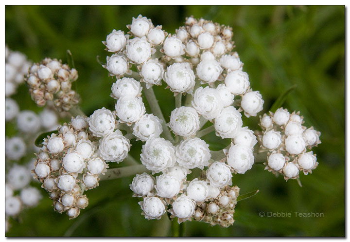 Pearly everlasting flowers