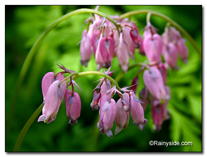 Western bleeding heart