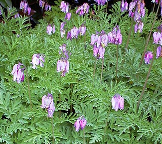 Western bleeding heart