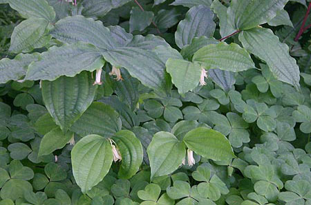 Smith's fairybells