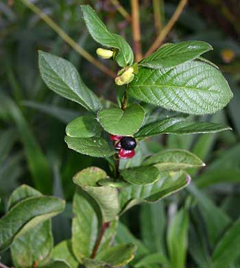 Red elderberry
