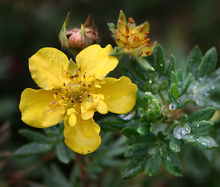 Potentilla fruticosa 'Mount. Townsend'