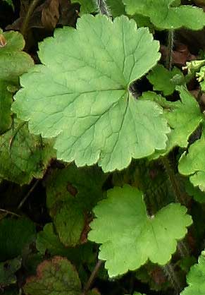 Fringe cup leaves