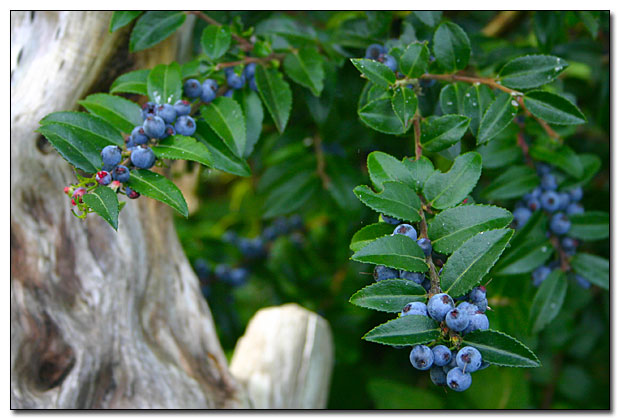 Evergreen leaves and deep blue huckleberries.
