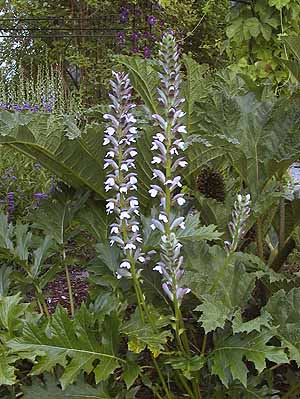 Acanthus mollis 'Summer Beauty'