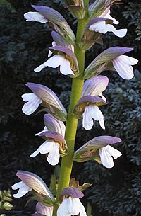 Acanthus mollis 'Summer Beauty'