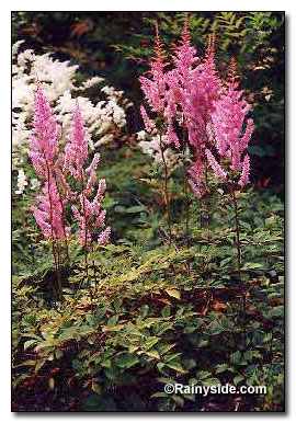 Astilbe