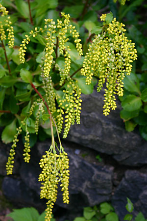 Chiastaphyllum