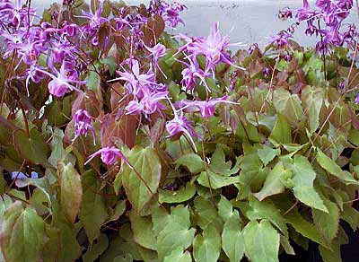 Epimedium