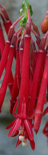 Fuchsia