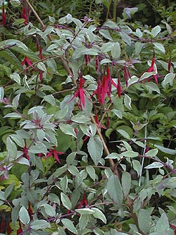 'Fuchsia'