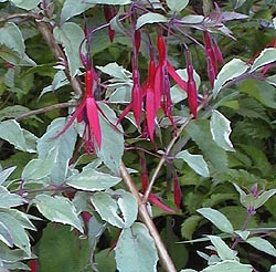 Fuchsia Fuchsia