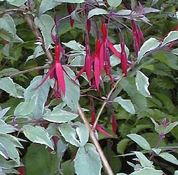 Fuchsia