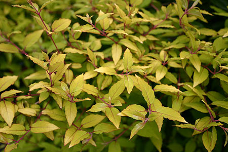 'Aurea'
