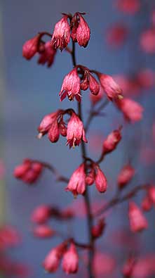 'H. 'Rose Mirrors''