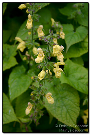 Yellow sage
